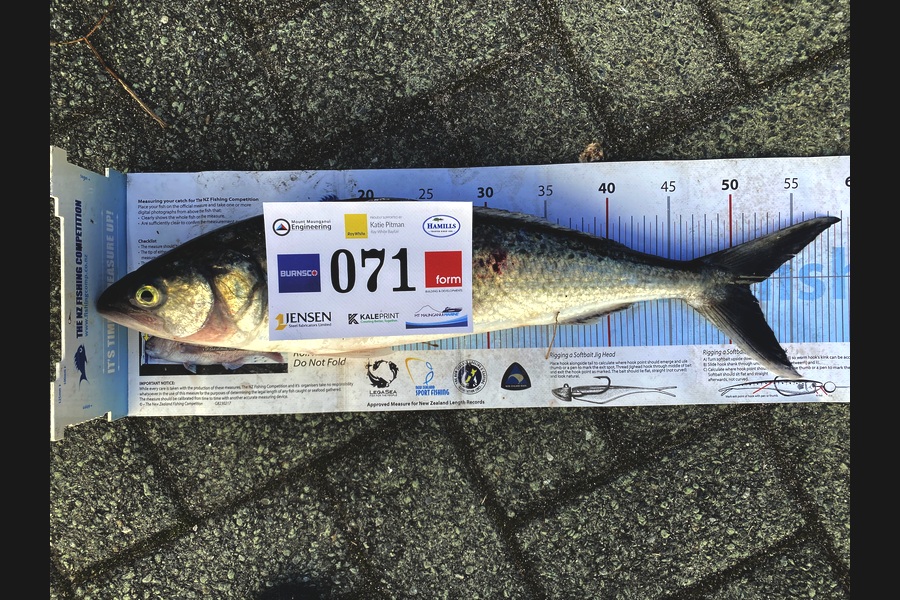 Brian Rhodes caught this 51.5cm Kahawai at Bay of Plenty during The Export NZ Fishing Competition