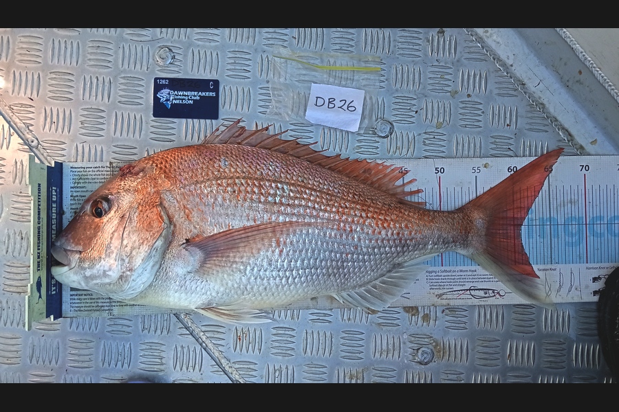 Carol Brannen caught this 61.0cm Snapper at Nelson/Marlborough during The Export NZ Fishing Competition