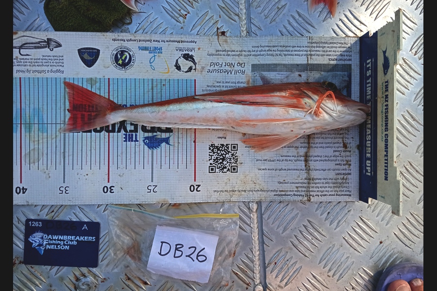 Andy Brannen caught this 34.0cm Gurnard at Nelson/Marlborough during The Export NZ Fishing Competition