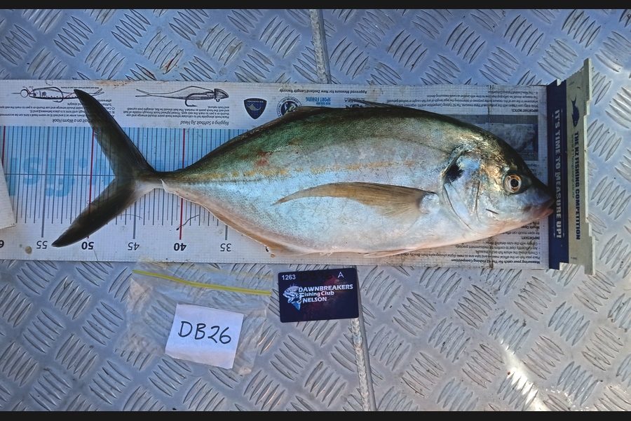 Andy Brannen caught this 47.0cm Trevally at Nelson/Marlborough during The Export NZ Fishing Competition