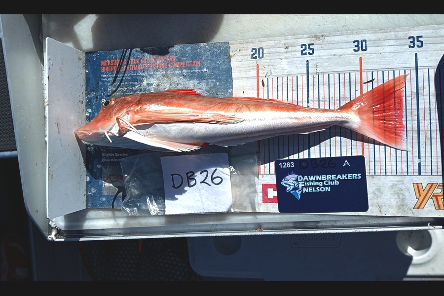Andy Brannen caught this 33.5cm Gurnard at Nelson/Marlborough during The Export NZ Fishing Competition