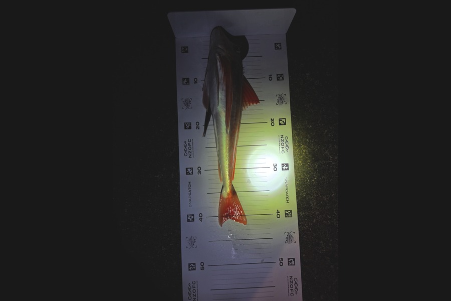 Tyson Graham caught this 40.0cm Gurnard at Manawatu during The Export NZ Fishing Competition