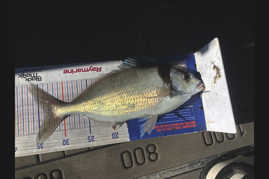 David Monagan caught this 33.5cm Tarakihi at Hawkes Bay during The Export NZ Fishing Competition