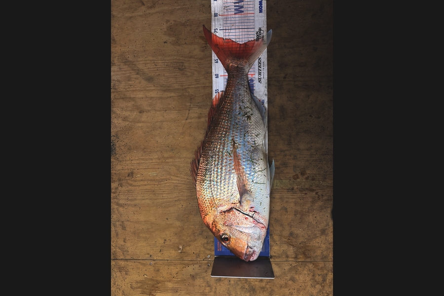 Hayden  Lamb caught this 70.0cm Snapper at Hawkes Bay during The Export NZ Fishing Competition