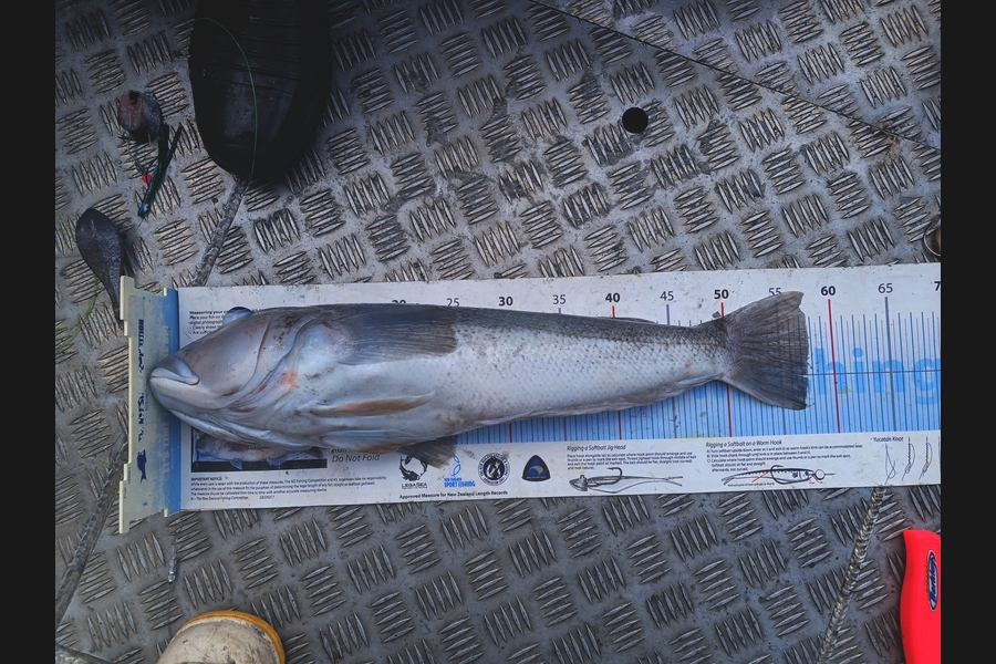 Nick Richards caught this 57.5cm Blue Cod at West Coast during The Export NZ Fishing Competition