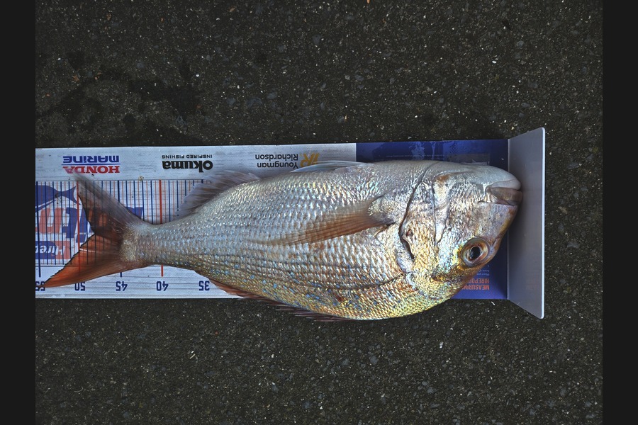Kelvin Beere caught this 48.0cm Snapper at Auckland during The Export NZ Fishing Competition