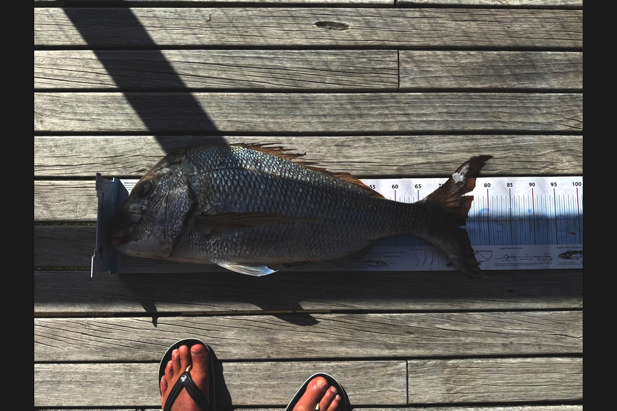 Rob  Wilson caught this 75.0cm Snapper at Coromandel during The Export NZ Fishing Competition