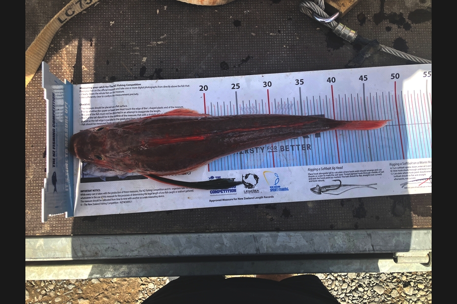 Dean OBrien caught this 46.5cm Gurnard at Wairarapa
 during The Export NZ Fishing Competition