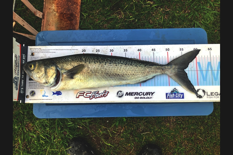 Dean OBrien caught this 54.5cm Kahawai at Wairarapa
 during The Export NZ Fishing Competition