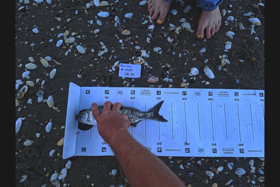 Hannah Dell caught this 29.5cm Kahawai at Nelson/Marlborough during The Export NZ Fishing Competition