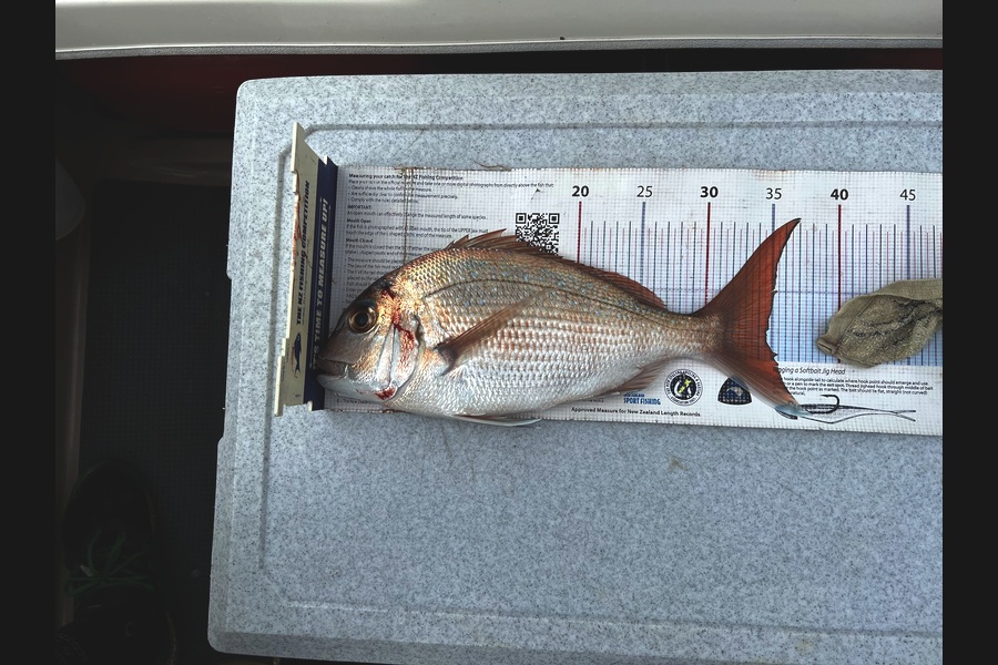 Melissa Martin caught this 34.5cm Snapper at Bay of Plenty during The Export NZ Fishing Competition