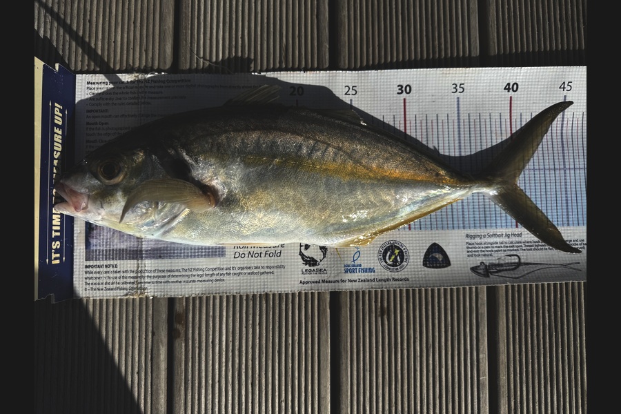 Ian Pedersen caught this 40.0cm Trevally at Bay of Plenty during The Export NZ Fishing Competition