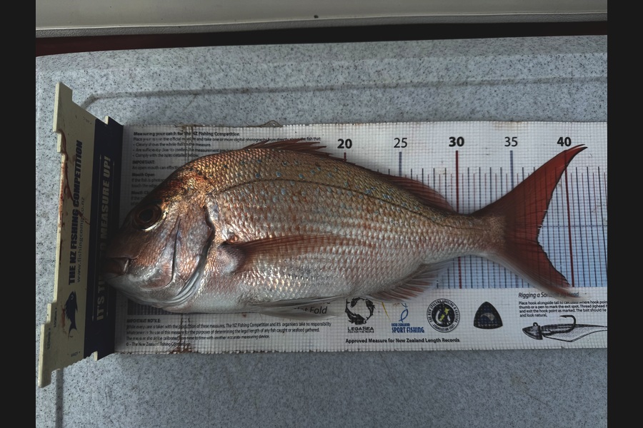 Ian Pedersen caught this 37.0cm Snapper at Bay of Plenty during The Export NZ Fishing Competition