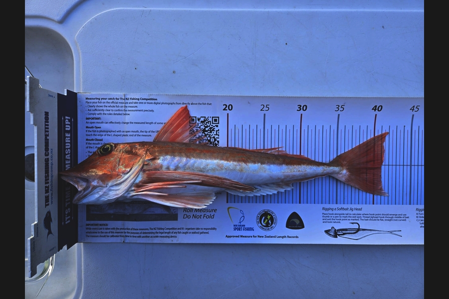 Alicia Rombel caught this 41.0cm Gurnard at Nelson/Marlborough during The Export NZ Fishing Competition