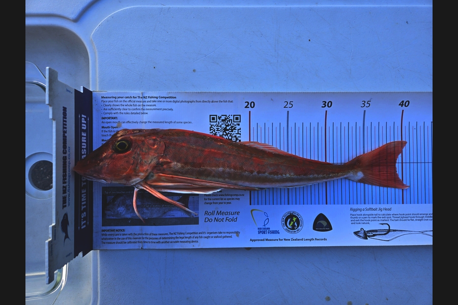 Bevan Middlebrook caught this 39.0cm Gurnard at Nelson/Marlborough during The Export NZ Fishing Competition