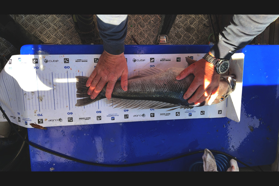 Shaun Sutton caught this 57cm Blue Cod at Canterbury during The Export NZ Fishing Competition