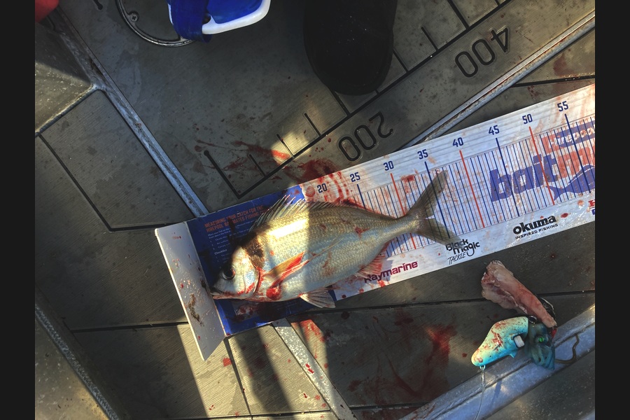 David Monagan caught this 34.0cm Tarakihi at Hawkes Bay during The Export NZ Fishing Competition