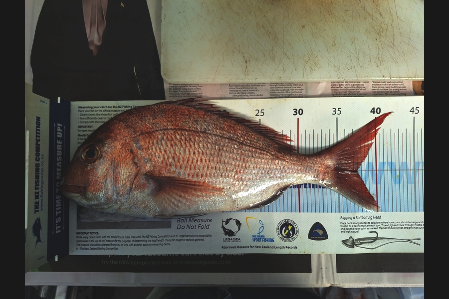 Dick Bavelaar caught this 37.5cm Snapper at Auckland during The Export NZ Fishing Competition