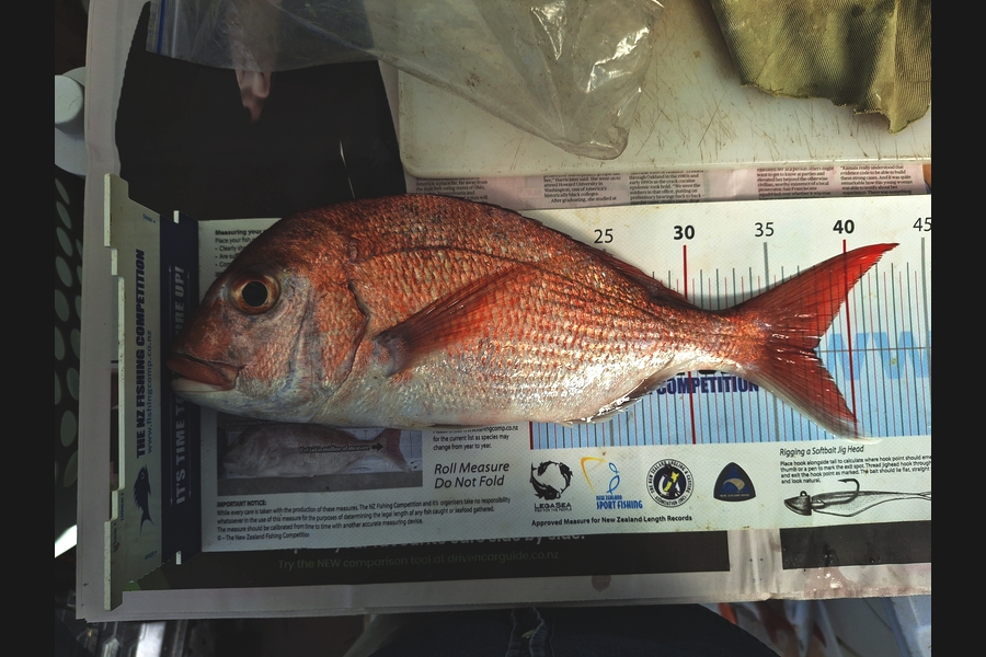 Briar Walker caught this 37.5cm Snapper at Auckland during The Export NZ Fishing Competition