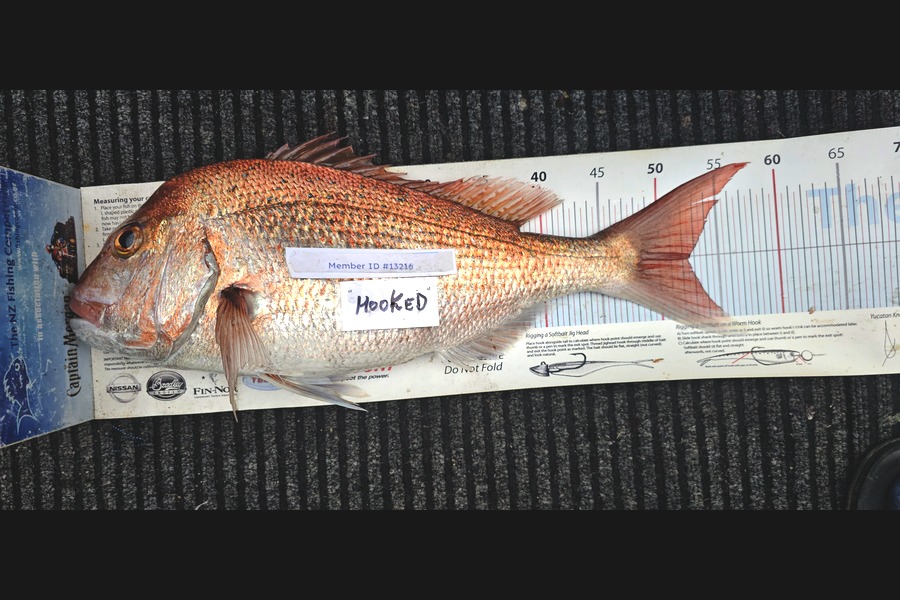 Frank van Vroonhoven caught this 52.5cm Snapper at Bay of Plenty during The Export NZ Fishing Competition