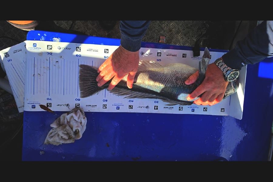 Andrew kane caught this 59.5cm Blue Cod at Canterbury during The Export NZ Fishing Competition