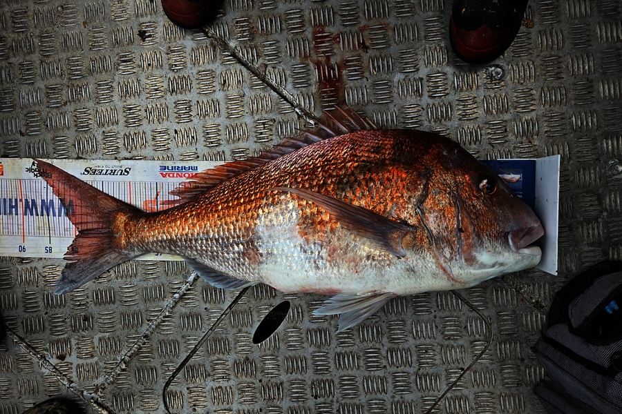 Keith Harvey caught this 79.5cm Snapper at Taranaki during The Export NZ Fishing Competition