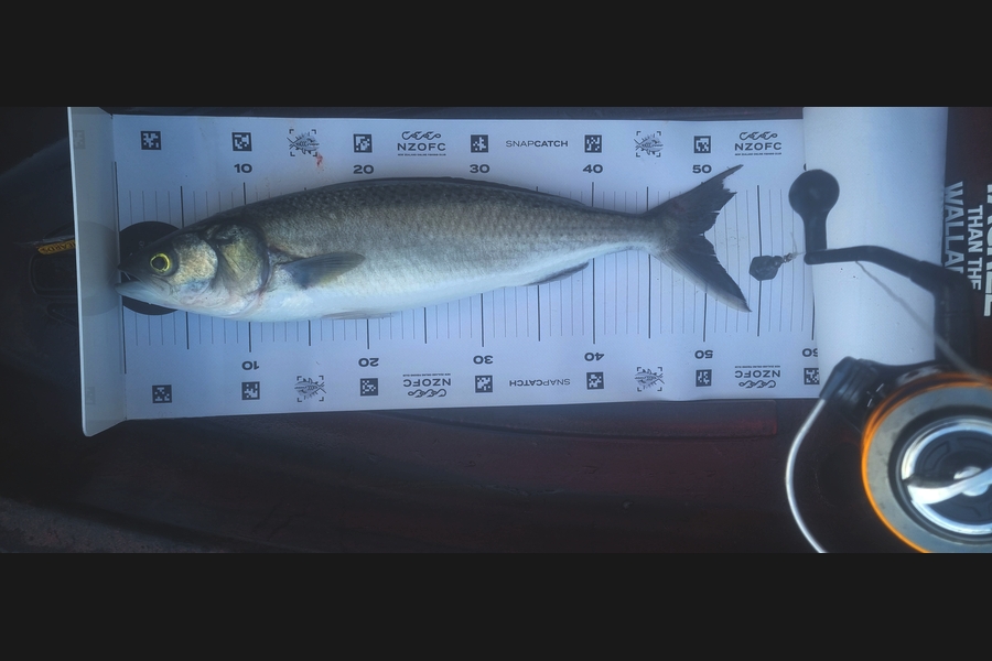 Matt Gane caught this 49.5cm Kahawai at Auckland during The Export NZ Fishing Competition