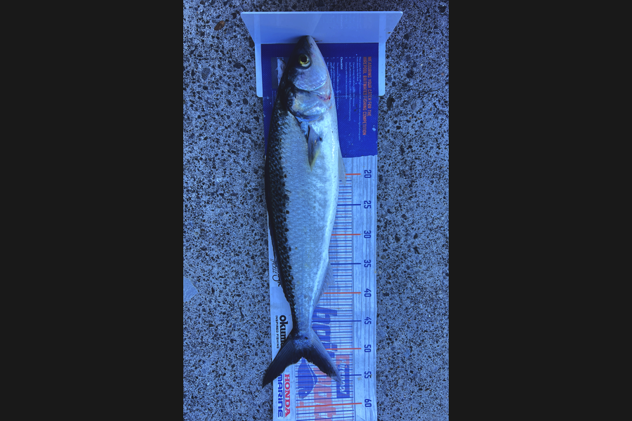 Joyson Dsilva caught this 51.0cm Kahawai at Taranaki during The Export NZ Fishing Competition