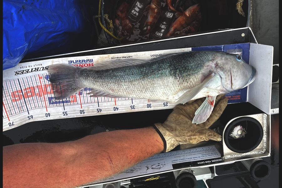 Cam Booker caught this 57.5cm Blue Cod at Canterbury during The Export NZ Fishing Competition