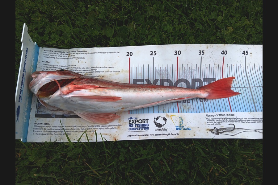 Richard Cash caught this 40.5cm Gurnard at Manawatu during The Export NZ Fishing Competition