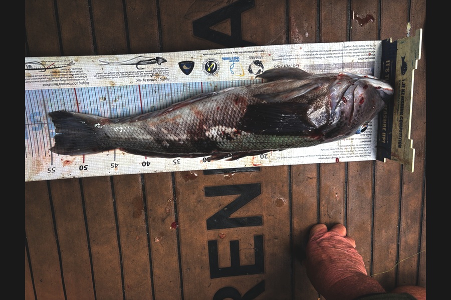 Nigel OLeary caught this 54.0cm Blue Cod at Otago during The Export NZ Fishing Competition