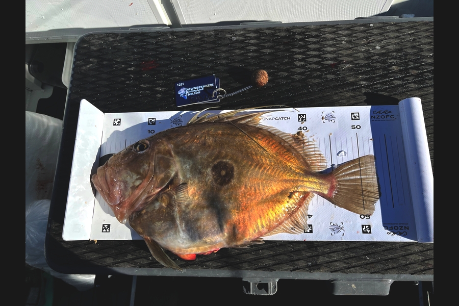 Crystal Gaiger caught this 53.0cm John Dory at Nelson/Marlborough during The Export NZ Fishing Competition
