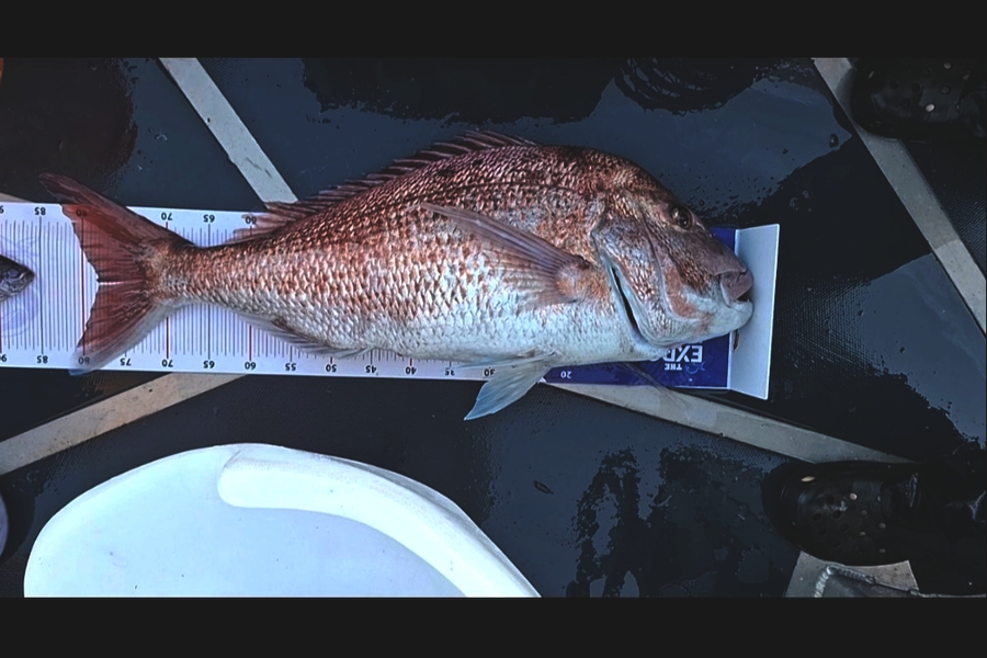 Logan Negus caught this 78.5cm Snapper at Northland during The Export NZ Fishing Competition