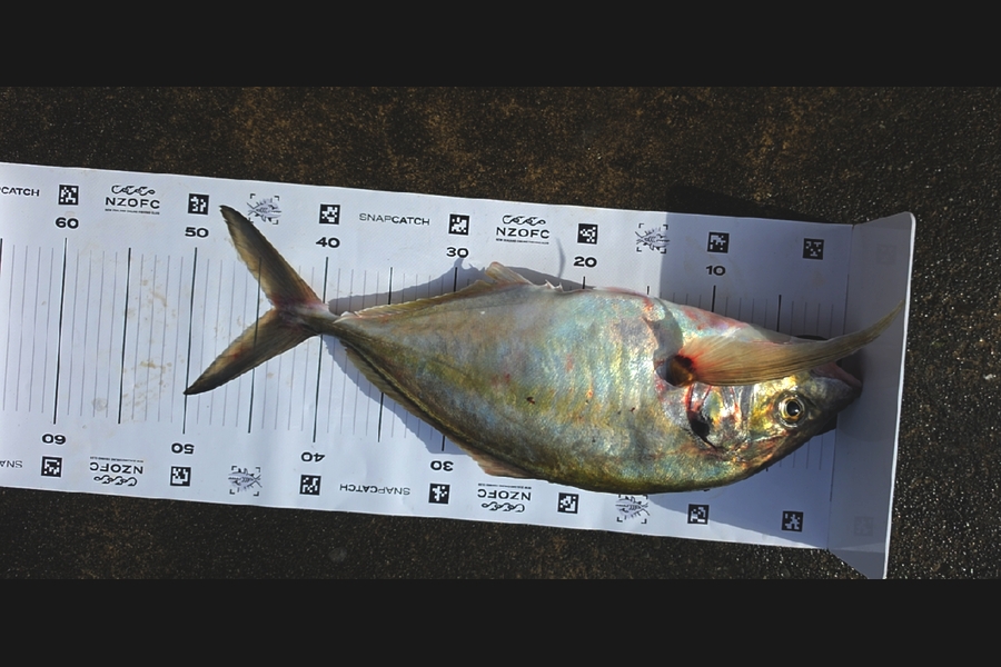 Tyson Graham caught this 43.5cm Trevally at Manawatu during The Export NZ Fishing Competition