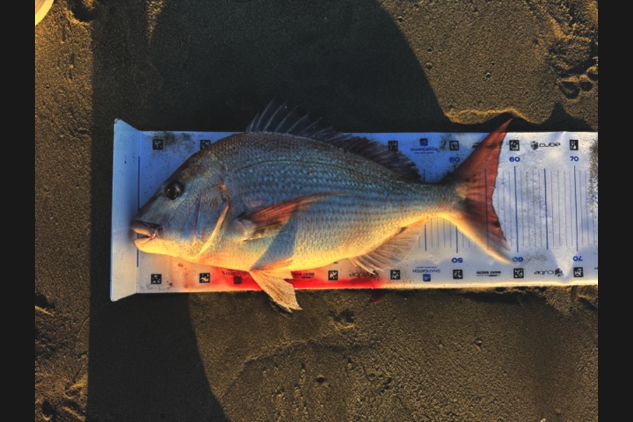 Steve Watt caught this 55.5cm Snapper at Wellington during The Export NZ Fishing Competition