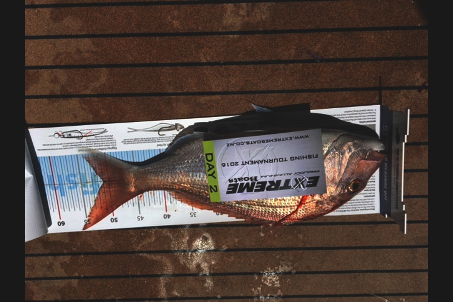 Clay  Jones caught this 51.0cm Snapper at Whitianga during The Export NZ Fishing Competition