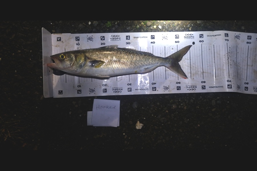 Craig Nelder caught this 50.0cm Kahawai at Northland during The Export NZ Fishing Competition