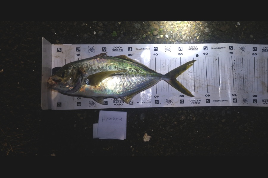 Rosie Phillips caught this 48.0cm Trevally at Northland during The Export NZ Fishing Competition