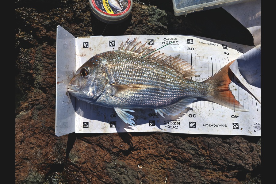 Rosie Phillips caught this 38.5cm Snapper at Northland during The Export NZ Fishing Competition