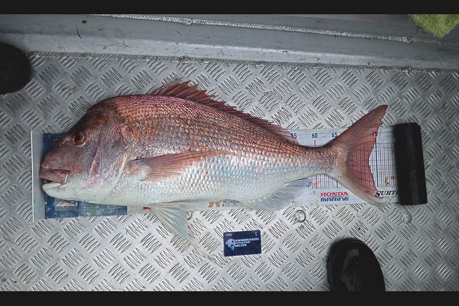 Carol Brannen caught this 73.0cm Snapper at Nelson/Marlborough during The Export NZ Fishing Competition