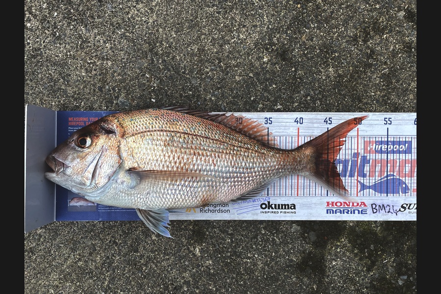 Anthony Murray caught this 46.0cm Snapper at Wellington during The Export NZ Fishing Competition