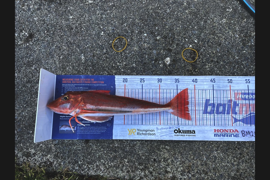 Anthony Murray caught this 38.0cm Gurnard at Wellington during The Export NZ Fishing Competition