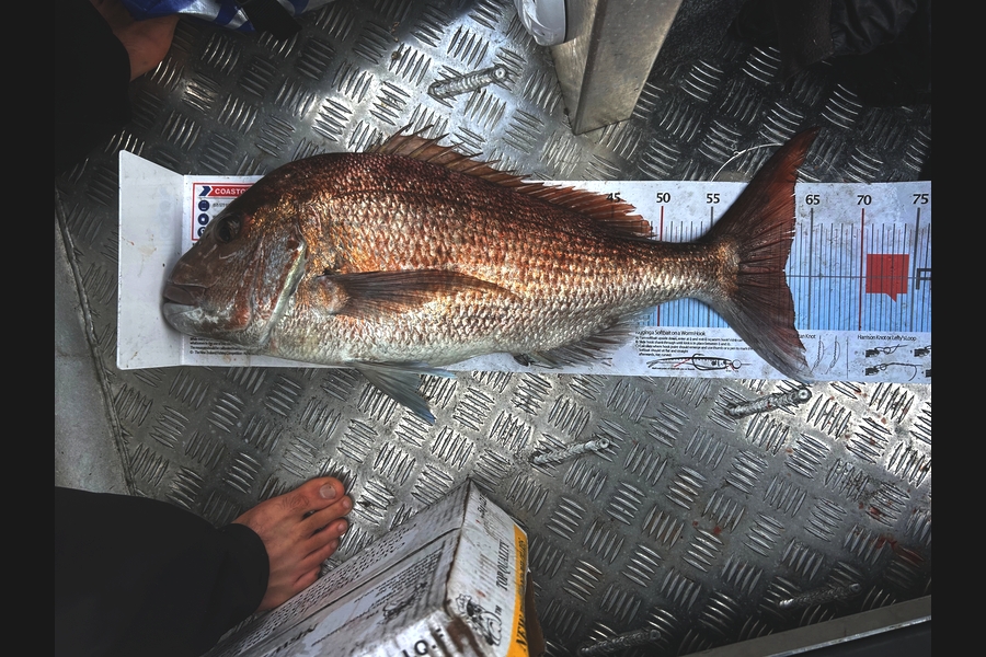 Maxwell Stringer caught this 62.5cm Snapper at Bay of Plenty during The Export NZ Fishing Competition