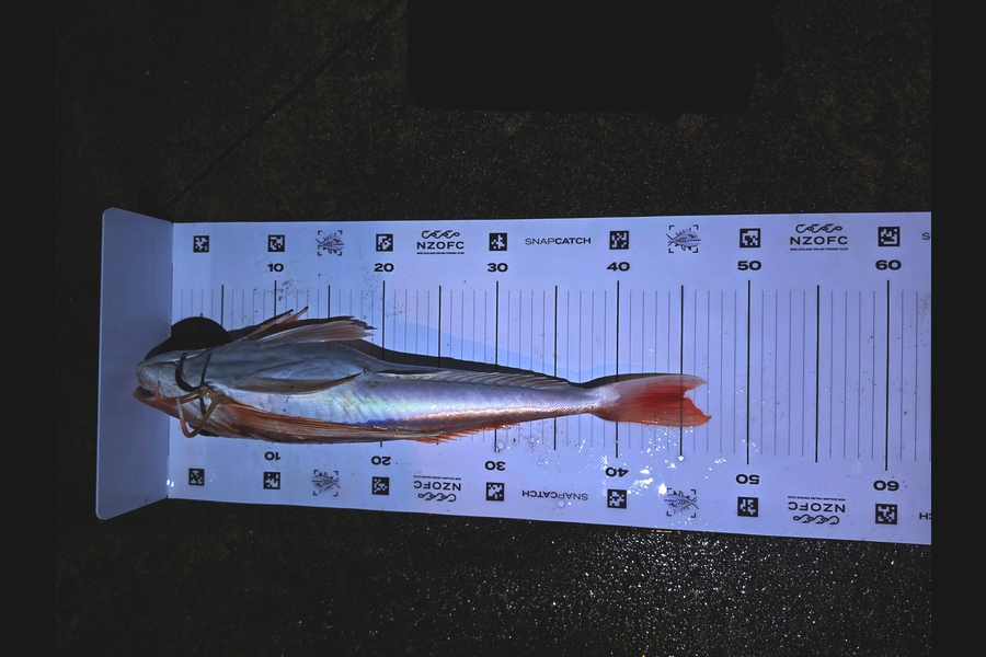 Tyson Graham caught this 45.0cm Gurnard at Manawatu during The Export NZ Fishing Competition