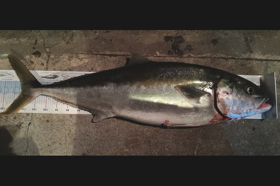 Jimmy Jobe caught this 111.0cm Kingfish at Nelson/Marlborough during The Export NZ Fishing Competition