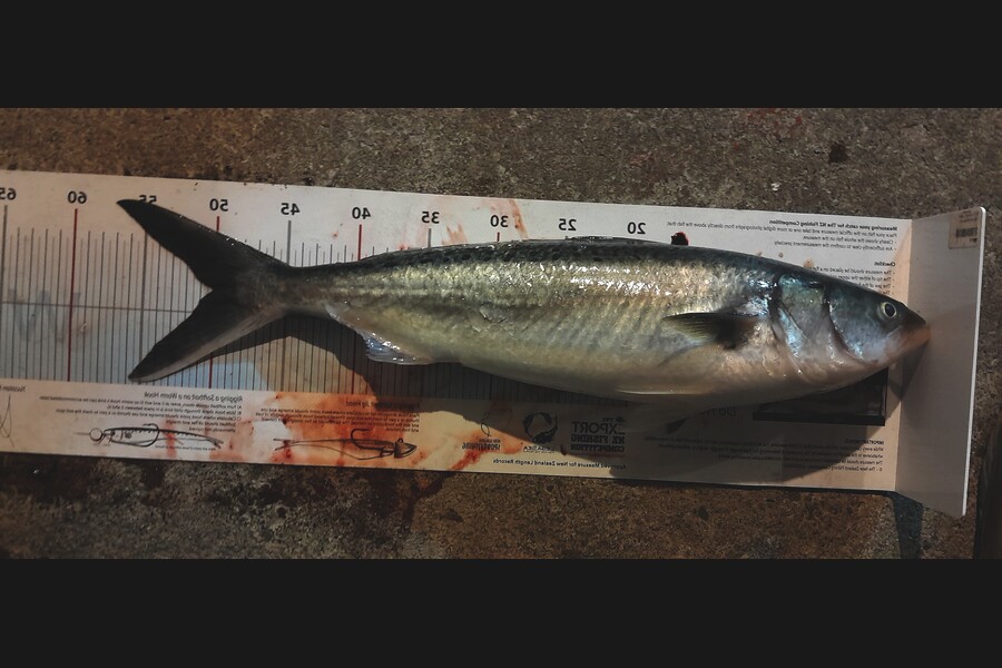 Jimmy Jobe caught this 50.0cm Kahawai at Nelson/Marlborough during The Export NZ Fishing Competition