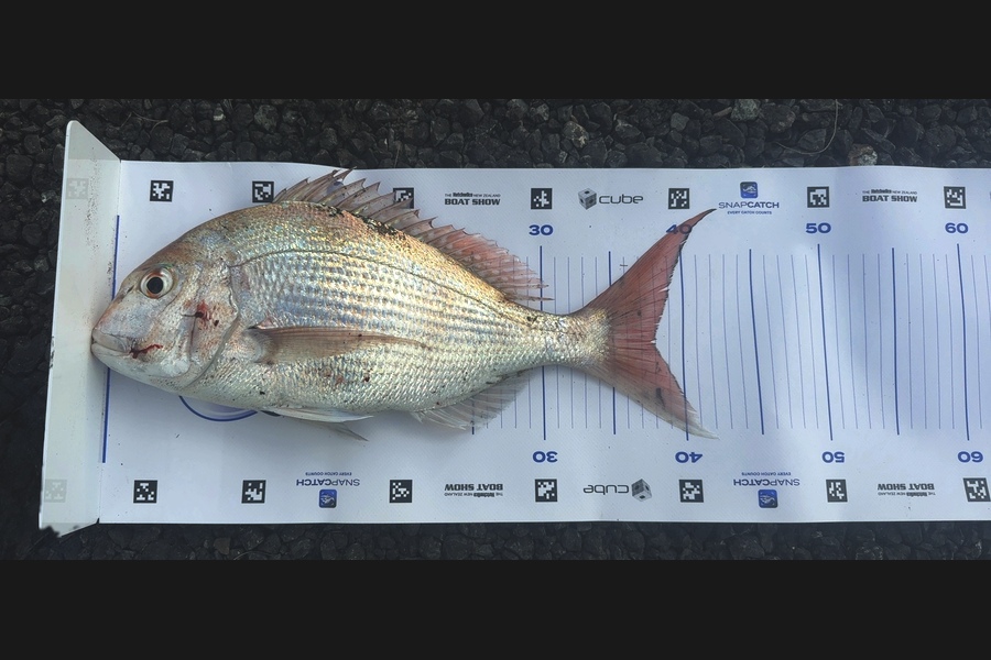 Anthony Kelsall caught this 38.0cm Snapper at Auckland during The Export NZ Fishing Competition