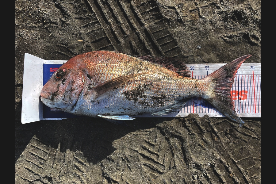 Aaron Huston caught this 62cm Snapper at Taranaki during The Export NZ Fishing Competition