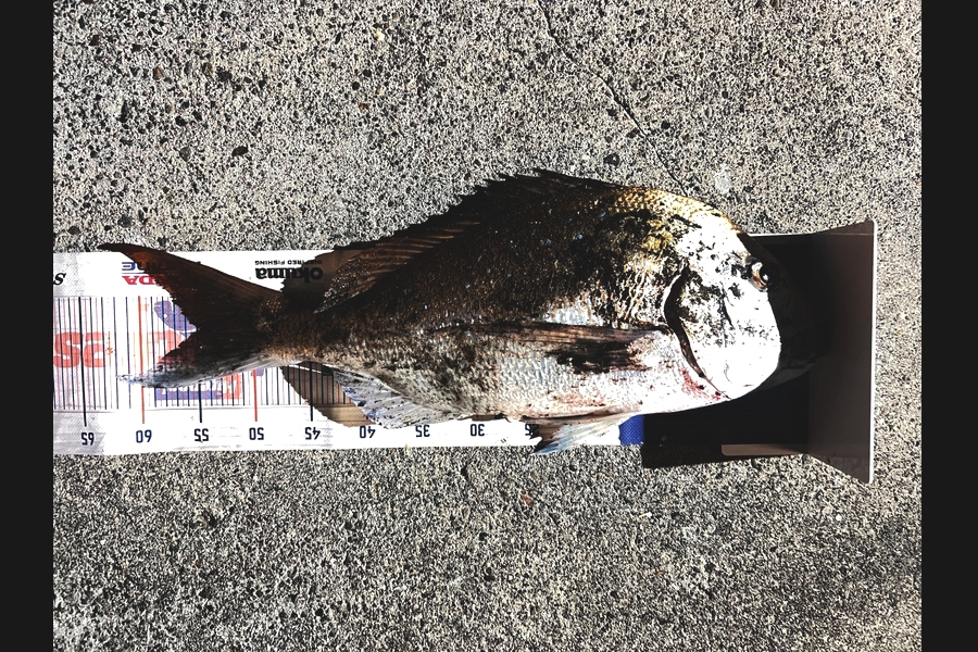 Joyson Dsilva caught this 55.0cm Snapper at Taranaki during The Export NZ Fishing Competition