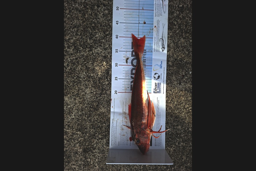 Dean Johnston caught this 39.5cm Gurnard at Waikato during The Export NZ Fishing Competition